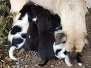 Cachorro raça Indefinida idade Abaixo de 2 meses nome Oito