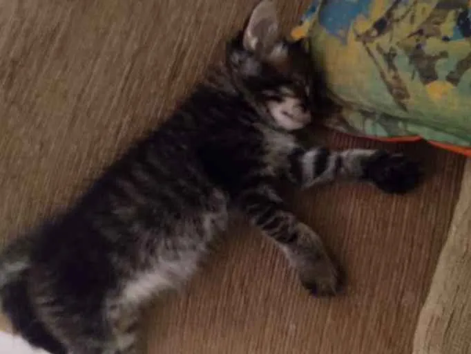 Gato ra a Vira lata idade Abaixo de 2 meses nome Costela