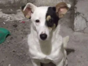 Cachorro raça SRD idade 1 ano nome Pedro