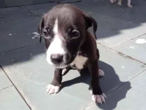 Cachorro raça Pitbull com indefinida idade Abaixo de 2 meses nome Esperto