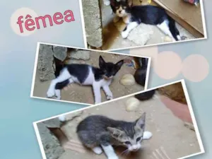 Gato raça Srd idade Abaixo de 2 meses nome Sem nomes