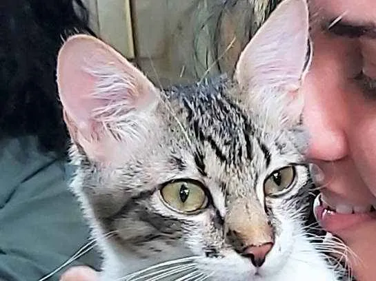 Gato ra a SRD idade 2 a 6 meses nome Lili