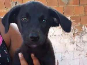 Cachorro raça Vira latas idade 2 a 6 meses nome Sem nomes