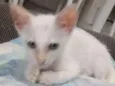 Lulu