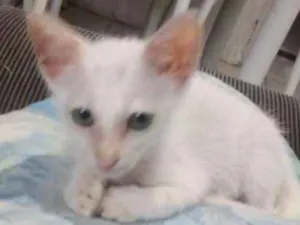 Gato raça Srd idade Abaixo de 2 meses nome Lulu
