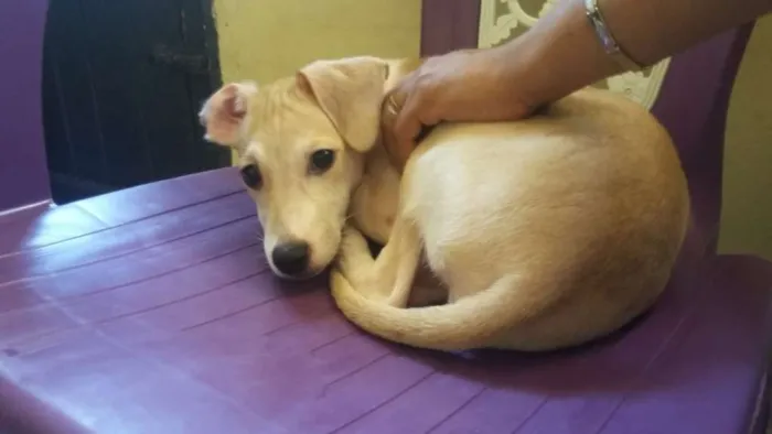 Cachorro ra a Srd idade 2 a 6 meses nome Sem nome