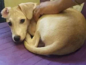 Cachorro raça Srd idade 2 a 6 meses nome Sem nome