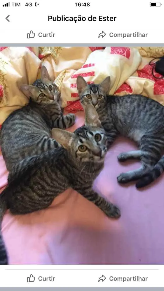 Gato ra a Não tem  idade 2 a 6 meses nome Não sei 