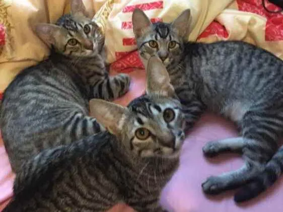 Gato ra a Não tem  idade 2 a 6 meses nome Não sei 
