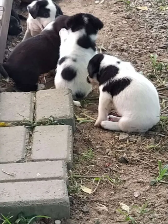 Cachorro raça Indefinida idade Abaixo de 2 meses nome Oito