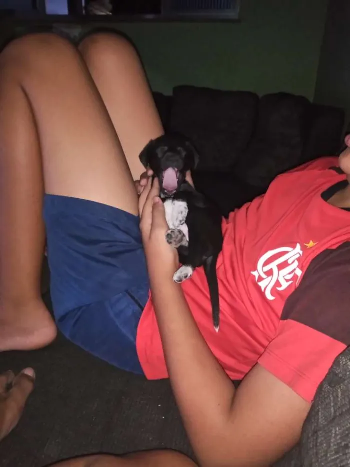 Cachorro ra a Vira lata idade Abaixo de 2 meses nome Sem nome
