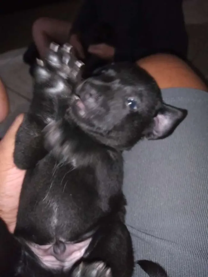 Cachorro ra a Vira lata idade Abaixo de 2 meses nome Sem nome