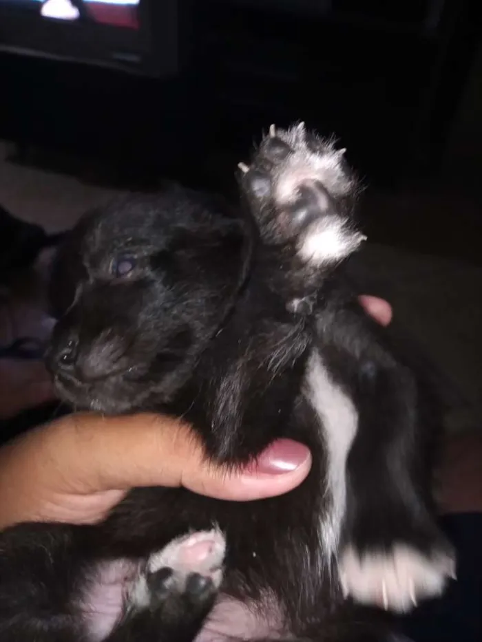 Cachorro ra a Vira lata idade Abaixo de 2 meses nome Sem nome