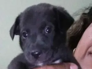 Cachorro raça Vira lata idade Abaixo de 2 meses nome Sem nome