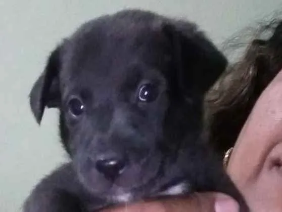 Cachorro ra a Vira lata idade Abaixo de 2 meses nome Sem nome