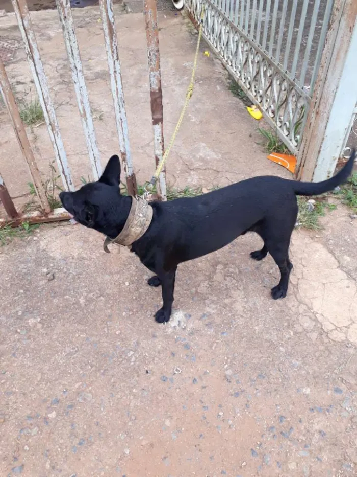 Cachorro ra a Mestiço  idade 2 anos nome Slinky