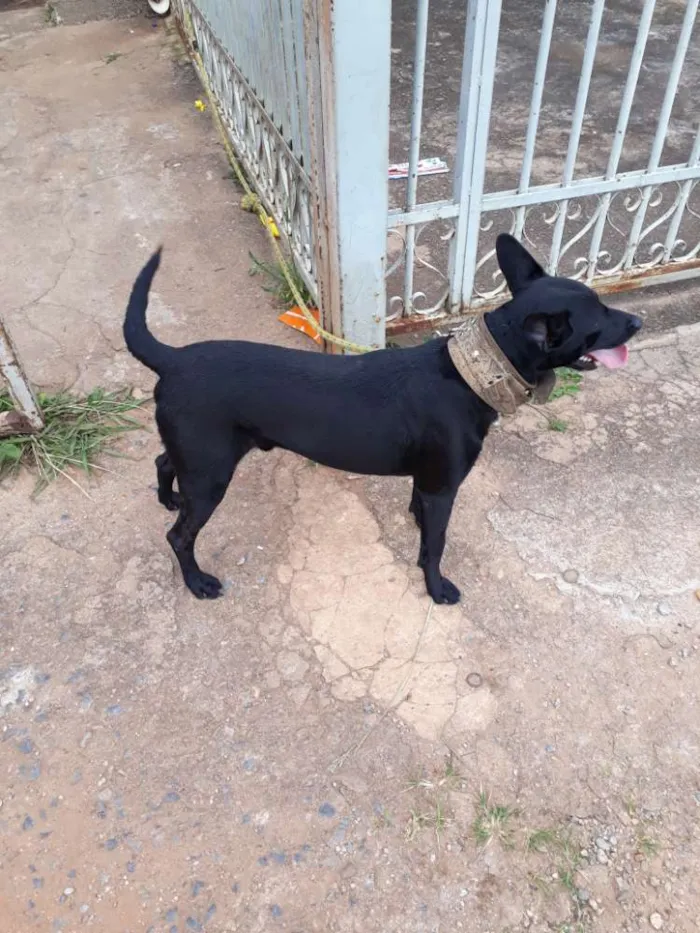 Cachorro ra a Mestiço  idade 2 anos nome Slinky