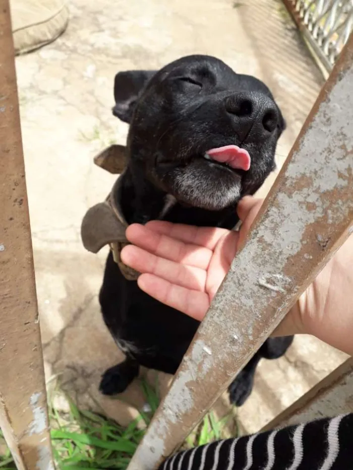 Cachorro ra a Mestiço  idade 2 anos nome Slinky