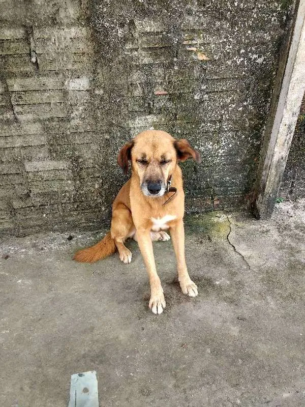 Cachorro ra a Sem Raça Definida  idade 6 ou mais anos nome Bob