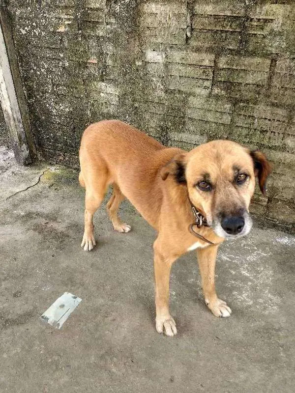 Cachorro ra a Sem Raça Definida  idade 6 ou mais anos nome Bob