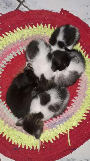 Gato raça  idade Abaixo de 2 meses nome 30