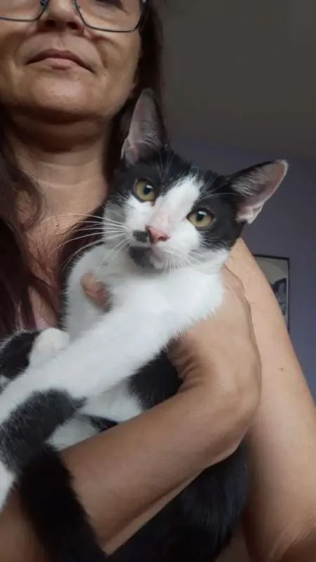 Gato ra a SRD idade 2 a 6 meses nome GEMEAS