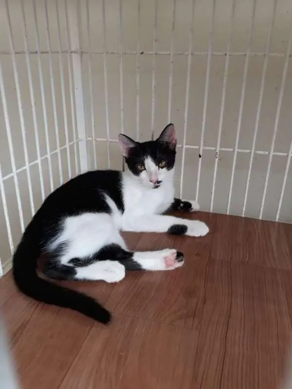 Gato ra a SRD idade 2 a 6 meses nome GEMEAS