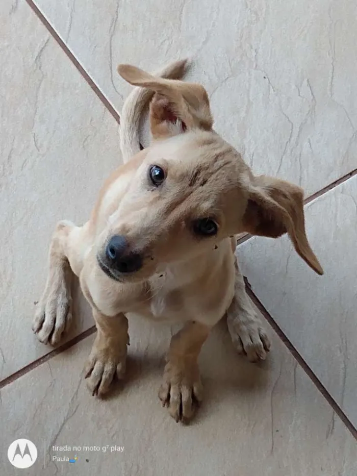 Cachorro ra a Vira lata idade 2 a 6 meses nome Não tem nome