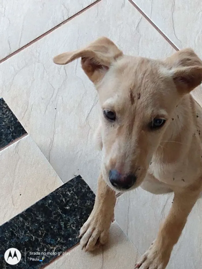 Cachorro ra a Vira lata idade 2 a 6 meses nome Não tem nome