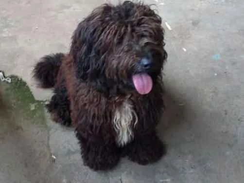 Cachorro ra a Não sei se é de raça  idade  nome Spark 