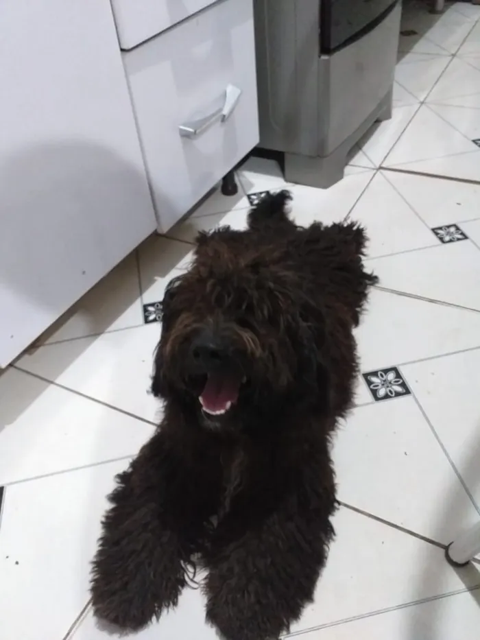 Cachorro ra a Não sei se é de raça  idade  nome Spark 