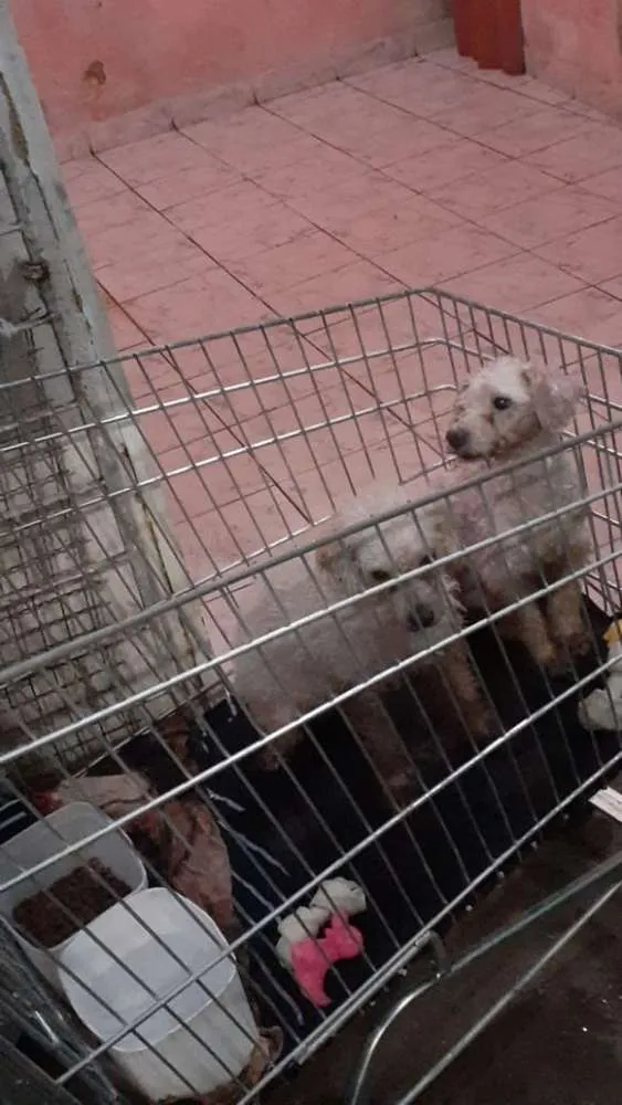 Cachorro ra a POODLE idade 6 ou mais anos nome TIKO  &  TYKA 