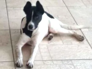 Cachorro raça Srd idade 1 ano nome Toreto 