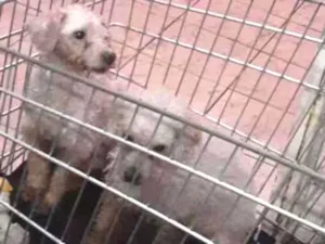 Cachorro raça POODLE idade 6 ou mais anos nome TIKO  &  TYKA 