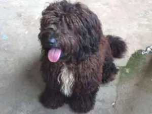 Cachorro raça Não sei se é de raça  idade  nome Spark 