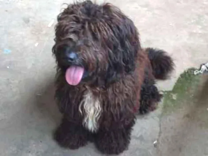 Cachorro ra a Não sei se é de raça  idade  nome Spark 
