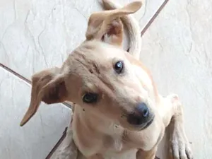 Cachorro raça Vira lata idade 2 a 6 meses nome Não tem nome