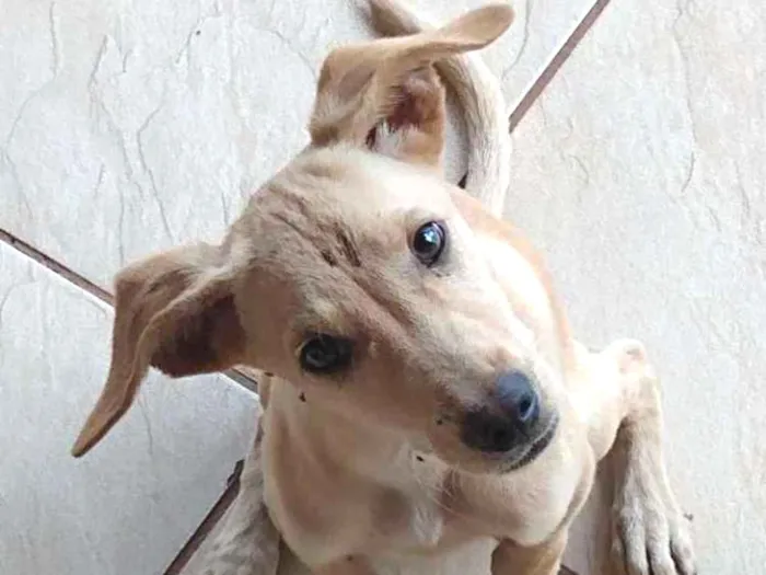 Cachorro ra a Vira lata idade 2 a 6 meses nome Não tem nome
