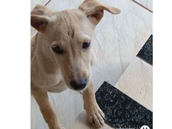 Cachorro ra a Vira lata idade 2 a 6 meses nome Não tem nome