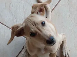 Cachorro raça Vira lata idade 2 a 6 meses nome Não tem nome