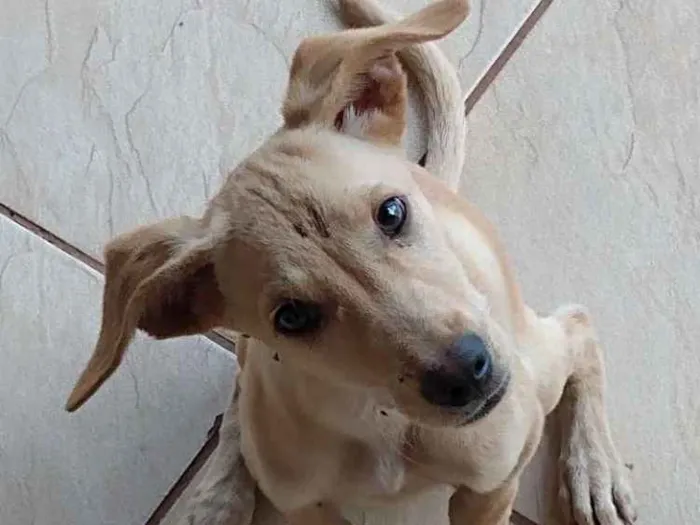 Cachorro ra a Vira lata idade 2 a 6 meses nome Não tem nome