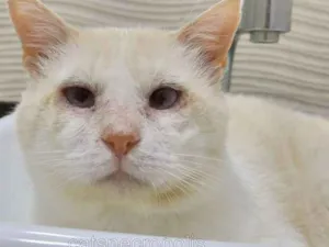 Gato raça srd idade 2 anos nome Raffaello