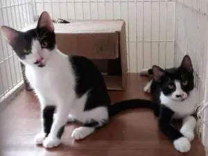 Gato raça SRD idade 2 a 6 meses nome GEMEAS