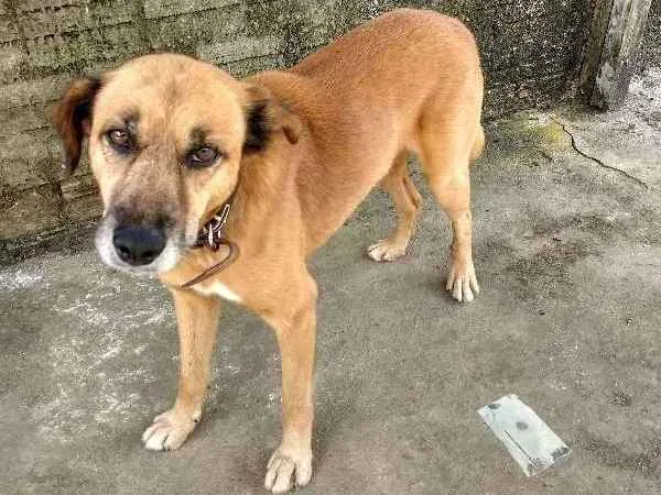 Cachorro ra a Sem Raça Definida  idade 6 ou mais anos nome Bob