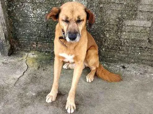 Cachorro ra a Sem Raça Definida  idade 6 ou mais anos nome Bob