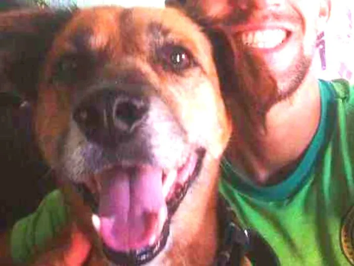 Cachorro ra a Sem Raça Definida  idade 6 ou mais anos nome Bob