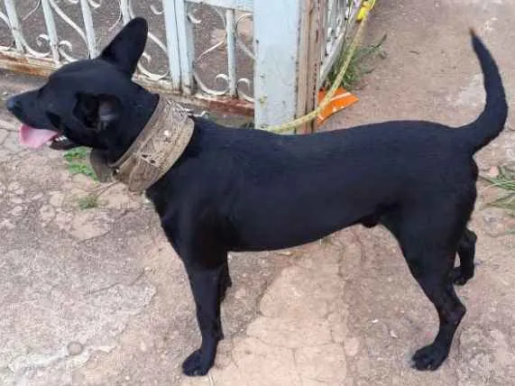 Cachorro ra a Mestiço  idade 2 anos nome Slinky