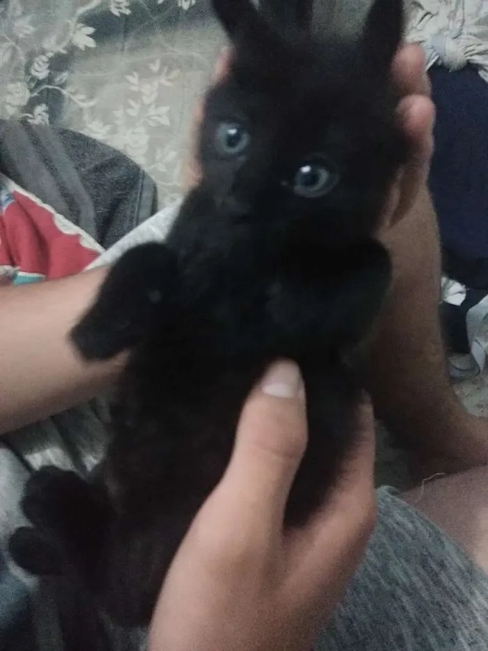 Gato ra a Não sei idade 2 a 6 meses nome Sem nome