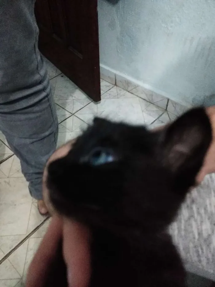 Gato ra a Não sei idade 2 a 6 meses nome Sem nome