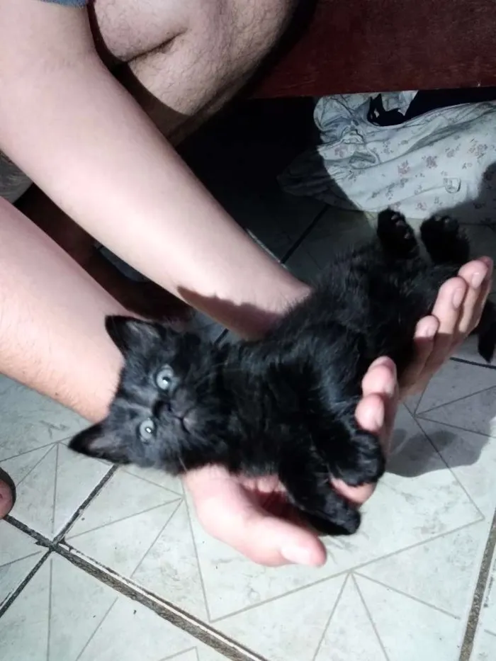 Gato ra a Não sei idade 2 a 6 meses nome Sem nome